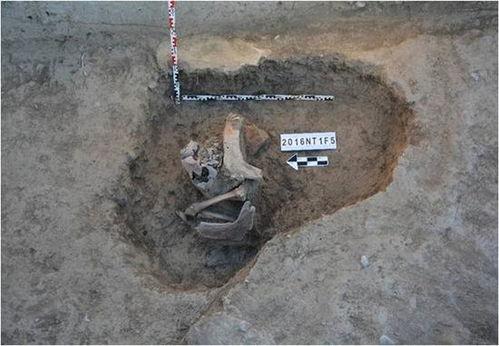 俄罗斯考古爆料视频